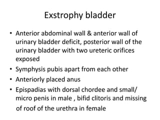 Exstrophy bladder
• Anterior abdominal wall & anterior wall of
urinary bladder deficit, posterior wall of the
urinary bladder with two ureteric orifices
exposed
• Symphysis pubis apart from each other
• Anteriorly placed anus
• Epispadias with dorsal chordee and small/
micro penis in male , bifid clitoris and missing
of roof of the urethra in female
 