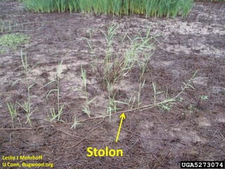 Leslie J Mehrhoff
                      Stolon
U Conn, Bugwood.org
 