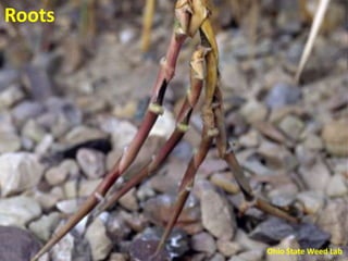 Roots




        Ohio State Weed Lab
 