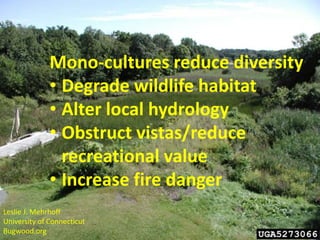 Mono-cultures reduce diversity
              • Degrade wildlife habitat
              • Alter local hydrology
              • Obstruct vistas/reduce
                recreational value
              • Increase fire danger
                  tt


Leslie J. Mehrhoff
University of Connecticut
Bugwood.org
 