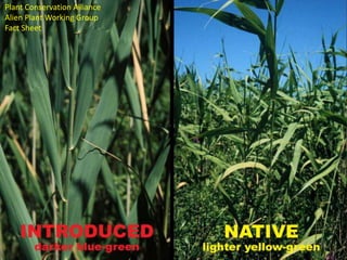 Plant Conservation Alliance
Alien Plant Working Group
Fact Sheet
 