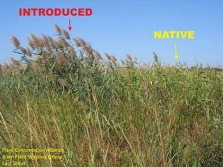 Plant Conservation Alliance
Alien Plant Working Group
Fact Sheet
 