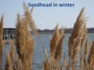 Seedhead in winter
 