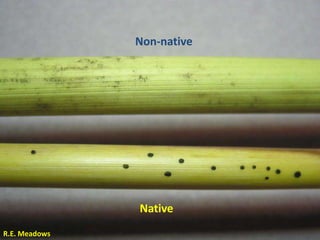 Non-native




               Native
R.E. Meadows
 