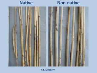 Native                   Non-native




         R. E. Meadows
 