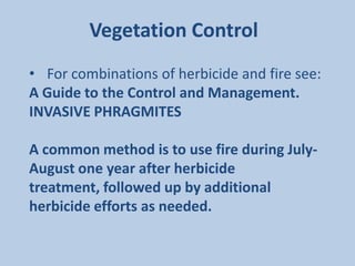 Vegetation Control
• For combinations of herbicide and fire see:
A Guide to the Control and Management.
INVASIVE PHRAGMITES

A common method is to use fire during July-
August one year after herbicide
treatment, followed up by additional
herbicide efforts as needed.
 