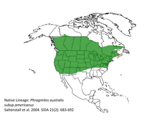 Native Lineage: Phragmites australis
subsp.americanus
Saltonstall et al. 2004. SIDA 21(2): 683-692
 