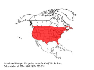 Introduced Lineage: Phragmites australis (Cav.) Trin. Ex Steud
Saltonstall et al. 2004. SIDA 21(2): 683-692
 