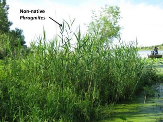 Non-native
Phragmites
 