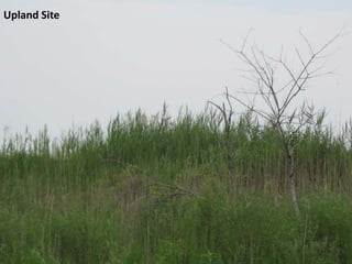 Upland Site
 