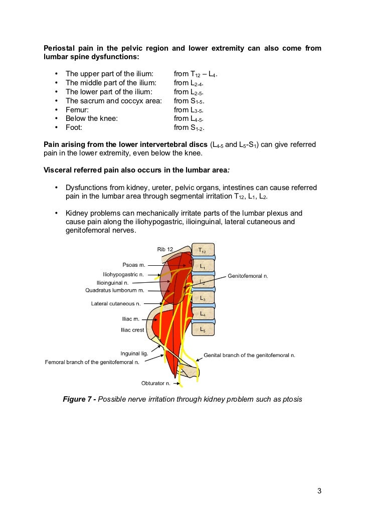 common referred pain patterns low back