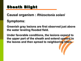 Sheath Blight Causal organism :   Rhizoctonia solani   Symptoms:  Greenish gray lesions are first observed just above the water leveling flooded field.  Under favorable conditions, the lesions expand to the upper part of the sheath and extend upward to the leaves and then spread to neighboring tillers. 