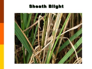 Sheath Blight 