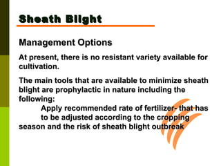 Sheath Blight Management Options  At present, there is no resistant variety available for cultivation.  The main tools that are available to minimize sheath blight are prophylactic in nature including the following: Apply recommended rate of fertilizer- that has  to be adjusted according to the cropping  season and the risk of sheath blight outbreak 