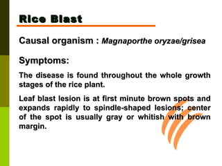 Rice Blast Causal organism :   Magnaporthe oryzae/grisea   Symptoms:  The disease is found throughout the whole growth stages of the rice plant.  Leaf blast lesion is at first minute brown spots and expands rapidly to spindle-shaped lesions; center of the spot is usually gray or whitish with brown margin.  