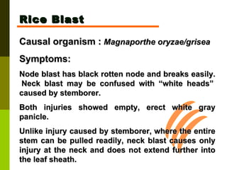 Rice Blast Causal organism :   Magnaporthe oryzae/grisea   Symptoms:  Node blast has black rotten node and breaks easily.  Neck blast may be confused with “white heads” caused by stemborer.  Both injuries showed empty, erect white gray panicle.  Unlike injury caused by stemborer, where the entire stem can be pulled readily, neck blast causes only injury at the neck and does not extend further into the leaf sheath. 