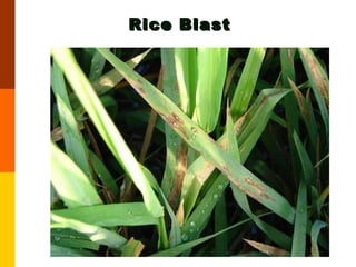 Rice Blast 
