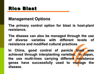 Rice Blast Management Options The primary control option for blast is host-plant resistance.  The disease can also be managed through the use of diverse varieties with different levels of resistance and modified cultural practices.  In China, good control of panicle blast was achieved through interplanting varieties.  In Japan, the use multi-lines carrying different resistance genes have successfully used to manage the disease. 