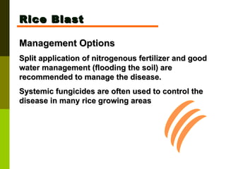 Rice Blast Management Options Split application of nitrogenous fertilizer and good water management (flooding the soil) are recommended to manage the disease. Systemic fungicides are often used to control the disease in many rice growing areas 