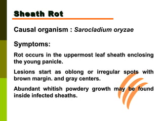Sheath Rot Causal organism :   Sarocladium oryzae   Symptoms:  Rot occurs in the uppermost leaf sheath enclosing the young panicle.  Lesions start as oblong or irregular spots with brown margin. and gray centers.  Abundant whitish powdery growth may be found inside infected sheaths.  
