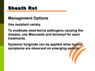 Sheath Rot Management Options Use resistant variety.  To eradicate seed-borne pathogens causing the disease, use Mancozeb and benomyl for seed treatments.  Systemic fungicide can be applied when typical symptoms are observed on emerging panicle.   