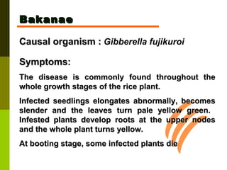 Bakanae Causal organism :   Gibberella fujikuroi   Symptoms:  The disease is commonly found throughout the whole growth stages of the rice plant.  Infected seedlings elongates abnormally, becomes slender and the leaves turn pale yellow green.  Infested plants develop roots at the upper nodes and the whole plant turns yellow.  At booting stage, some infected plants die   