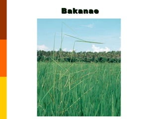 Bakanae 