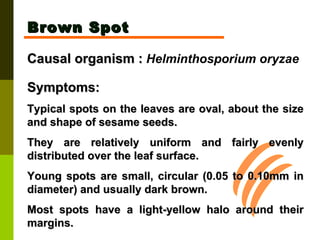 Brown Spot Causal organism :   Helminthosporium oryzae   Symptoms:  Typical spots on the leaves are oval, about the size and shape of sesame seeds.  They are relatively uniform and fairly evenly distributed over the leaf surface.  Young spots are small, circular (0.05 to 0.10mm in diameter) and usually dark brown.  Most spots have a light-yellow halo around their margins. 