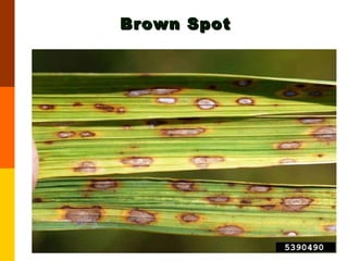 Brown Spot 