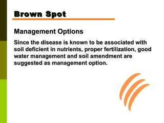 Brown Spot Management Options Since the disease is known to be associated with soil deficient in nutrients, proper fertilization, good water management and soil amendment are suggested as management option.   