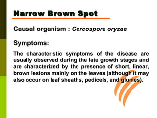 Narrow Brown Spot Causal organism :   Cercospora oryzae   Symptoms:  The characteristic symptoms of the disease are usually observed during the late growth stages and are characterized by the presence of short, linear, brown lesions mainly on the leaves (although it may also occur on leaf sheaths, pedicels, and glumes).   