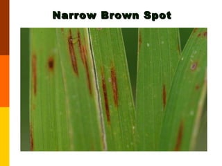 Narrow Brown Spot 