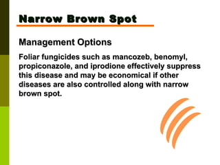 Narrow Brown Spot Management Options Foliar fungicides such as mancozeb, benomyl, propiconazole, and iprodione effectively suppress this disease and may be economical if other diseases are also controlled along with narrow brown spot.   