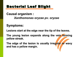 Bacterial Leaf Blight Causal organism :   Xanthomonas oryzae pv. oryzae   Symptoms:  Lesions start at the edge near the tip of the leaves.  The young lesion expands along the vein forming yellow streak.  The edge of the lesion is usually irregular or wavy and has a yellow margin.  