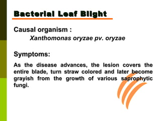 Bacterial Leaf Blight Causal organism :   Xanthomonas oryzae pv. oryzae   Symptoms:  As the disease advances, the lesion covers the entire blade, turn straw colored and later become grayish from the growth of various saprophytic fungi. 