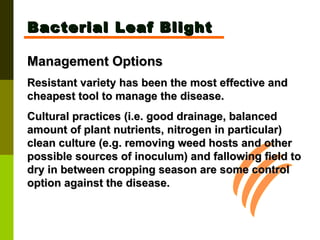 Bacterial Leaf Blight Management Options Resistant variety has been the most effective and cheapest tool to manage the disease.  Cultural practices (i.e. good drainage, balanced amount of plant nutrients, nitrogen in particular) clean culture (e.g. removing weed hosts and other possible sources of inoculum) and fallowing field to dry in between cropping season are some control option against the disease.   