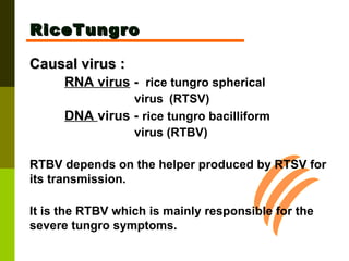 RiceTungro Causal virus :   RNA virus  -  rice tungro spherical  virus  (RTSV) DNA  virus -  rice tungro bacilliform  virus (RTBV) RTBV depends on the helper produced by RTSV for its transmission.  It is the RTBV which is mainly responsible for the severe tungro symptoms.  