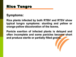 Rice Tungro Symptoms:  Rice plants infected by both RTBV and RTSV show typical tungro symptoms: stunting and yellow or orange-yellow discoloration of the leaves.  Panicle exertion of infected plants is delayed and often incomplete and some panicles become short and produce sterile or partially filled grains.  