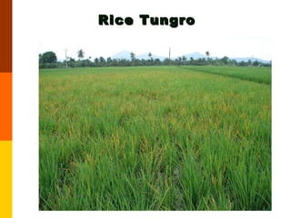 Rice Tungro 