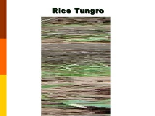 Rice Tungro 