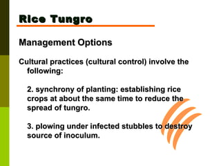 Rice Tungro Management Options Cultural practices (cultural control) involve the following: 2. synchrony of planting: establishing rice  crops at about the same time to reduce the  spread of tungro. 3. plowing under infected stubbles to destroy  source of inoculum. 