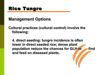 Rice Tungro Management Options Cultural practices (cultural control) involve the following: 4. direct seeding; tungro incidence is often  lower in direct seeded rice; dense plant  population reduce the chances for GLH to  find and feed on diseased plants. 