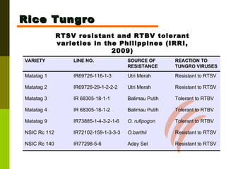 RTSV resistant and RTBV tolerant varieties in the Philippines (IRRI, 2009) Rice Tungro Resistant to RTSV Aday Sel IR77298-5-6 NSIC Rc 140 Resistant to RTSV O.barthii IR72102-159-1-3-3-3 NSIC Rc 112 Tolerant to RTBV O. rufipogon IR73885-1-4-3-2-1-6 Matatag 9 Tolerant to RTBV Balimau Putih IR 68305-18-1-2 Matatag 4 Tolerant to RTBV Balimau Putih IR 68305-18-1-1 Matatag 3 Resistant to RTSV Utri Merah IR69726-29-1-2-2-2 Matatag 2 Resistant to RTSV Utri Merah IR69726-116-1-3 Matatag 1 REACTION TO TUNGRO VIRUSES SOURCE OF RESISTANCE LINE NO. VARIETY 