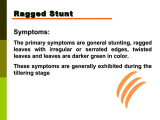 Ragged Stunt Symptoms:  The primary symptoms are general stunting, ragged leaves with irregular or serrated edges, twisted leaves and leaves are darker green in color.  These symptoms are generally exhibited during the tillering stage 