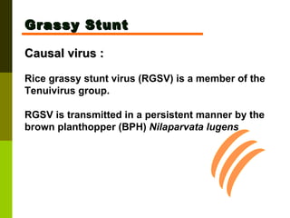 Grassy Stunt Causal virus :   Rice grassy stunt virus (RGSV) is a member of the Tenuivirus group.  RGSV is transmitted in a persistent manner by the brown planthopper (BPH)  Nilaparvata lugens   