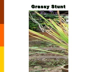 Grassy Stunt 