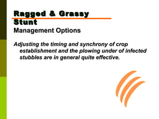 Ragged & Grassy Stunt Management Options Adjusting the timing and synchrony of crop establishment and the plowing under of infected stubbles are in general quite effective. 