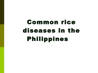 Common rice diseases in the Philippines 