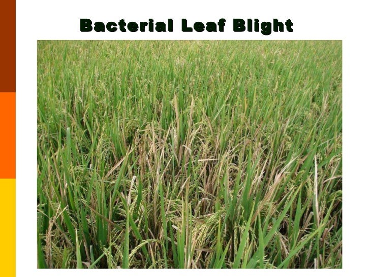 Bacterial blight disease and rice