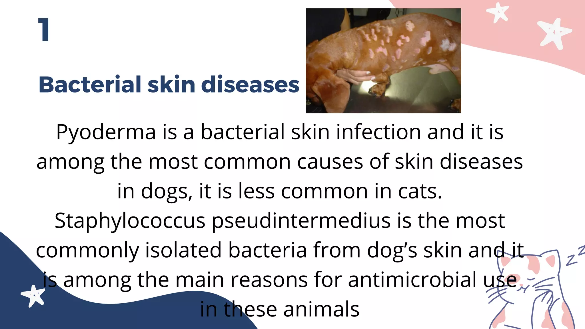 Common skin diseases and condition of dogs and cats | PDF